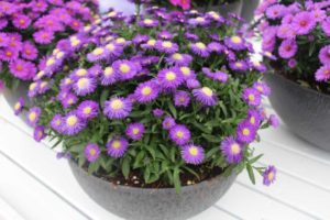 2017 California Spring Trials
