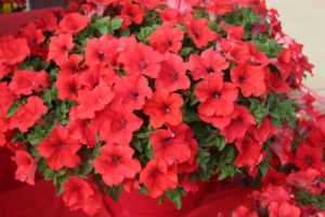 2017 California Spring Trials
