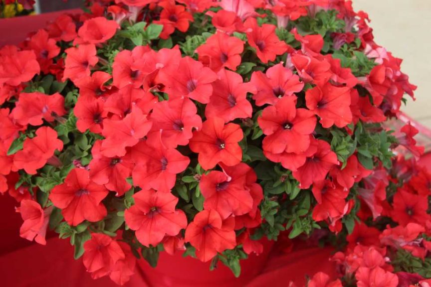 2017 California Spring Trials
