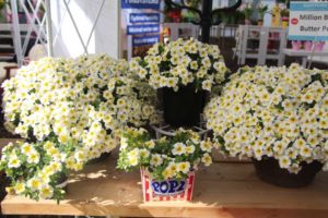 2017 California Spring Trials