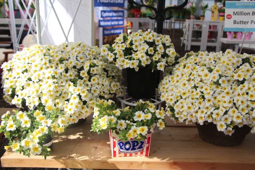 2017 California Spring Trials