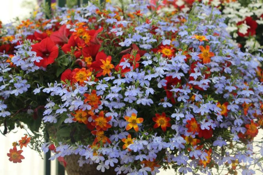 2017 California Spring Trials