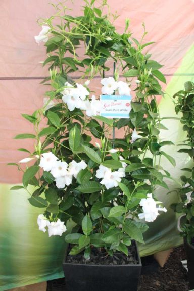 2017 California Spring Trials