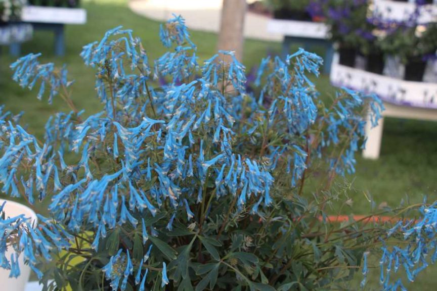 2017 California Spring Trials