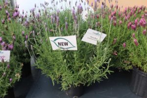 CAST 2017: Green Fuse Botanicals and Floranova