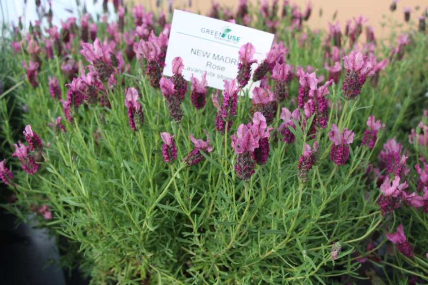 CAST 2017: Green Fuse Botanicals and Floranova
