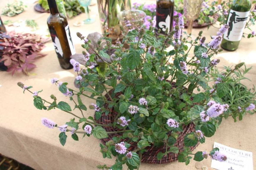2017 California Spring Trials