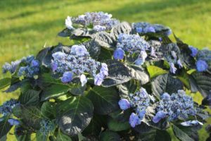 California Spring Trials 2017 - Day One