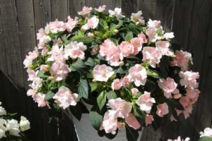 Day Four - California Spring Trials 2017