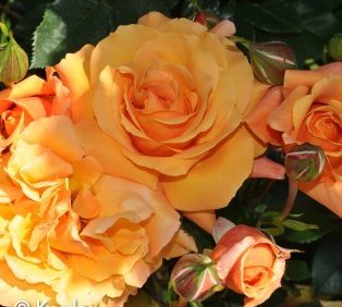 Ball Horticultural Expands Garden and Potted Rose Offerings