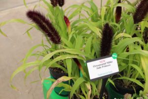 2017 California Spring Trials