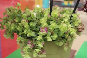 2017 California Spring Trials