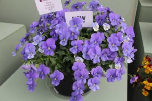 CAST 2017: Green Fuse Botanicals and Floranova