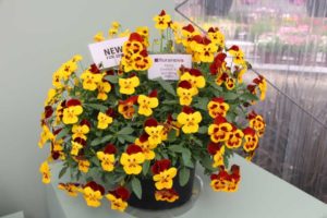 CAST 2017: Green Fuse Botanicals and Floranova