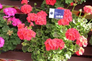 2017 California Spring Trials