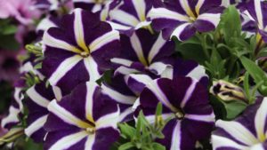 Danziger Launching New Interactive Marketing Programs During Flower Trials 2017