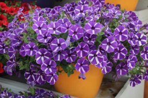 Day 1 - California Spring Trials 2017