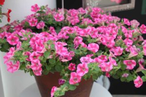 New Vegetative Petunias From California Spring Trials 2017 - Northern Sites
