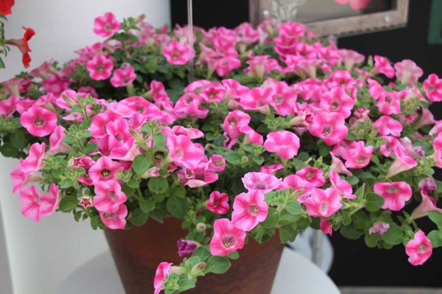 New Vegetative Petunias From California Spring Trials 2017 - Northern Sites