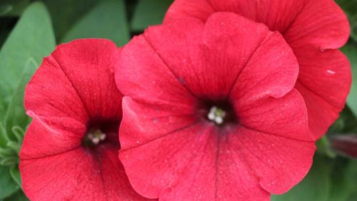 Danziger Adds More Rooted Cutting Station Partners