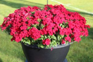 California Spring Trials 2017 - Day One