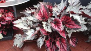 Green Fuse Botanicals’ Rex Begonias and First Looks; Floranova is Back