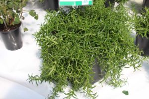 Rosmarinus officinalis 'Haifa' (Hishtil)