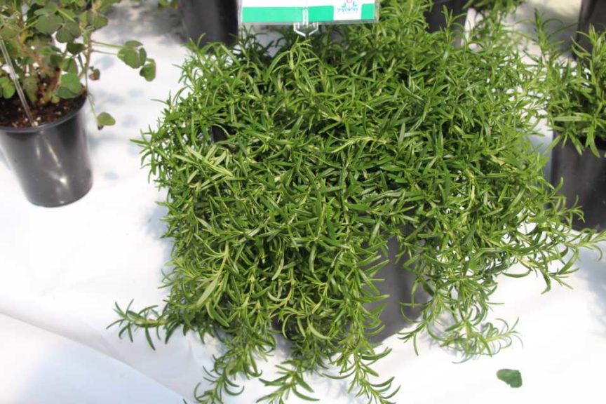 Rosmarinus officinalis 'Haifa' (Hishtil)