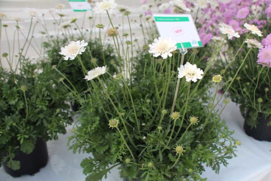 California Spring Trials 2017 - Day Four