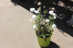 2017 California Spring Trials