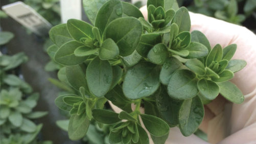Growers Developing Strategies for Better Plant Growth Regulator Use in Greenhouses