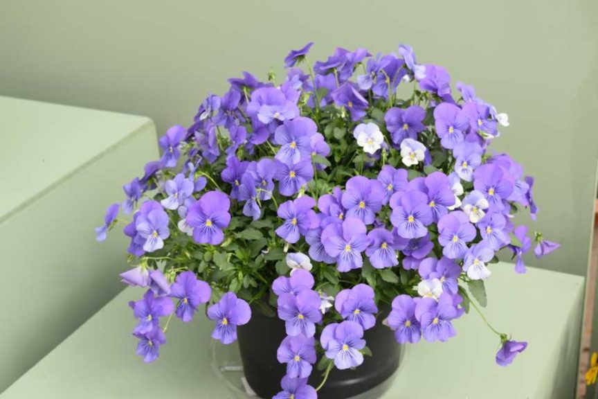 Viola ‘Freefall XL’ (Floranova)