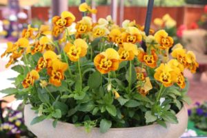 2017 California Spring Trials