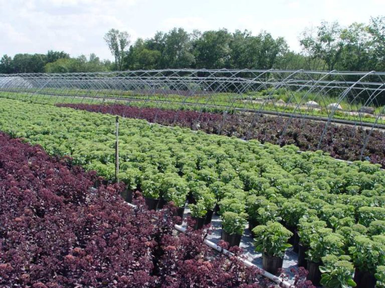 Prides Corner Farms