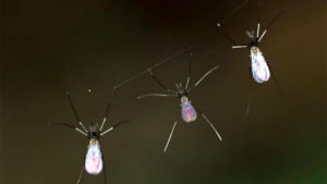 How to Overcome Biocontrol Challenges by Thinking Outside the Box