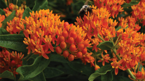 How to Choose the Best Native Plants for Pollinator Gardens