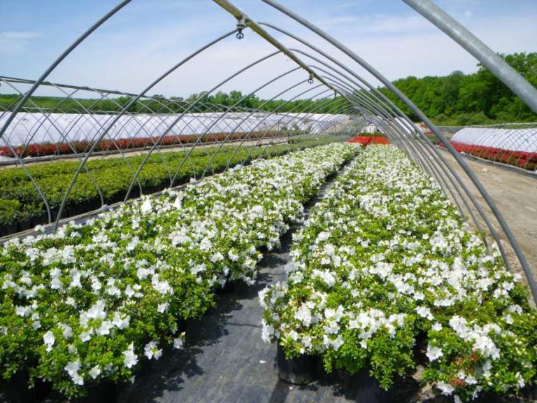 Prides Corner Farms