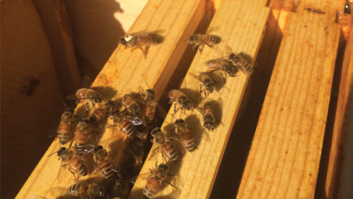 Countless Bee Colonies Left Stunned and Stung After Hurricane Ian