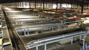 New Greenhouse Conveyors Help Automation Become More Functional