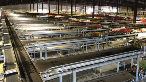 New Greenhouse Conveyors Help Automation Become More Functional