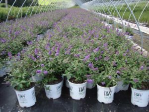 Prides Corner Farms