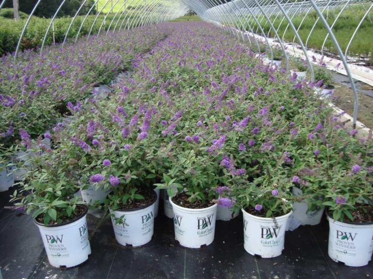 Prides Corner Farms