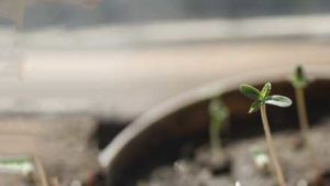An Expert Offers Clarity on What Makes Cannabis and Hemp Seed Certified