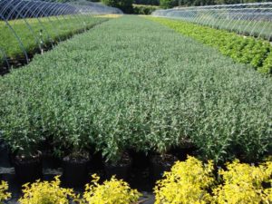 Prides Corner Farms