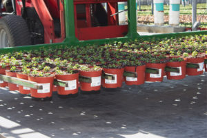Cavicchio Greenhouses