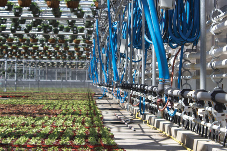 Cavicchio Greenhouses