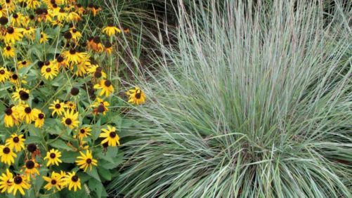 How Ornamental Grasses and Sedges Can Play a Role in Pollinator Gardens