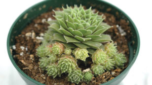 Branching Out With Configure on Succulents
