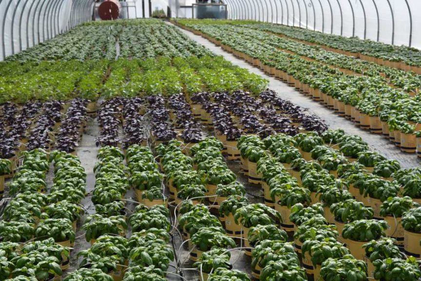 Prides Corner Farms