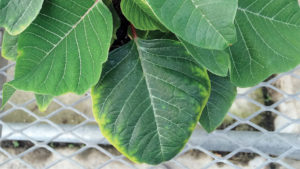 How to Manage the 3 M’s of Poinsettias:  Manganese, Molybdenum, and Magnesium